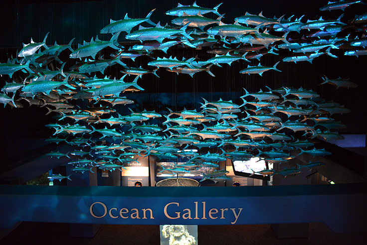 nc aquarium at fort fisher carolinabeach com