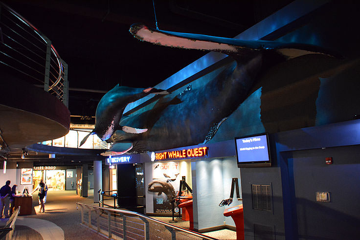 nc aquarium at fort fisher carolinabeach com