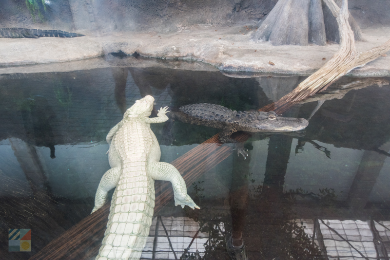 Albino Aligator at the NC Aquarium at Fort Fisher
