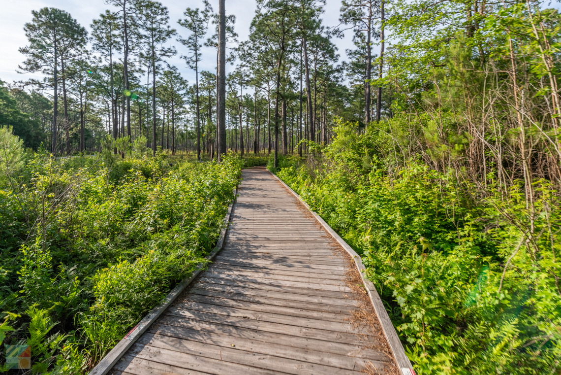 Carolina Beach State Park NC