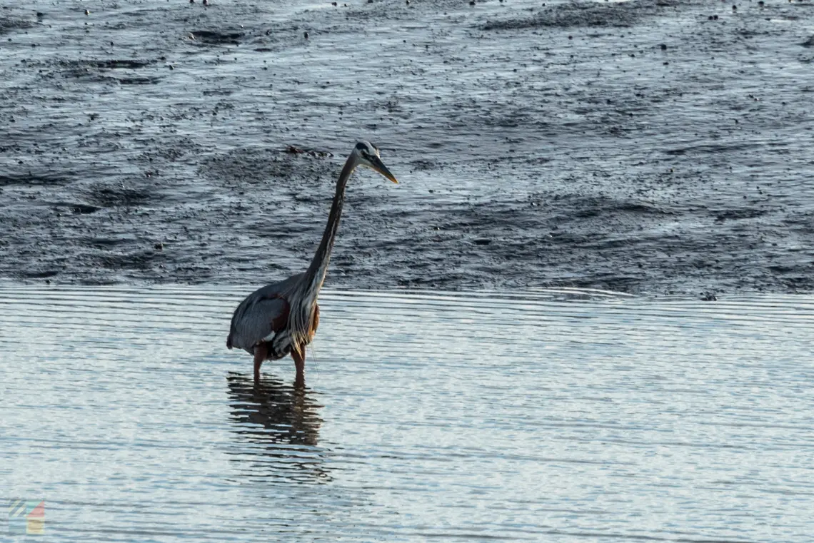 Russell Burgess Coastal Preserve