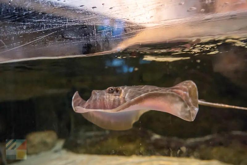 NC Aquarium at Fort Fisher