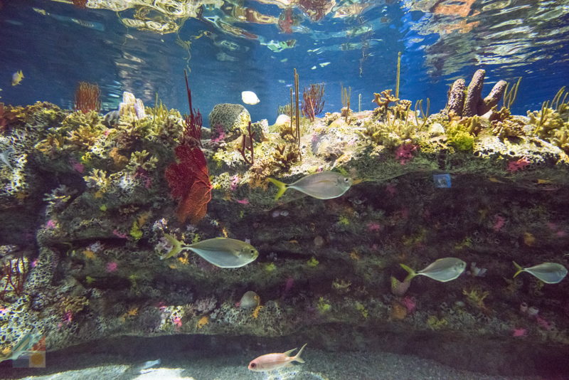 NC Aquarium at Fort Fisher