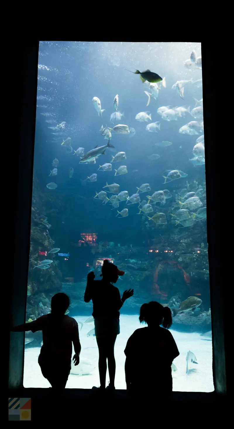 nc aquarium at fort fisher carolinabeach com