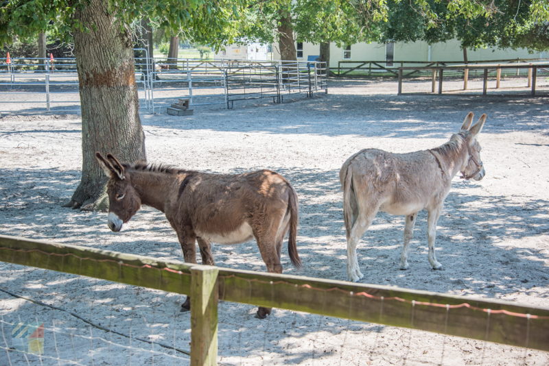 Poplar Grove Plantation