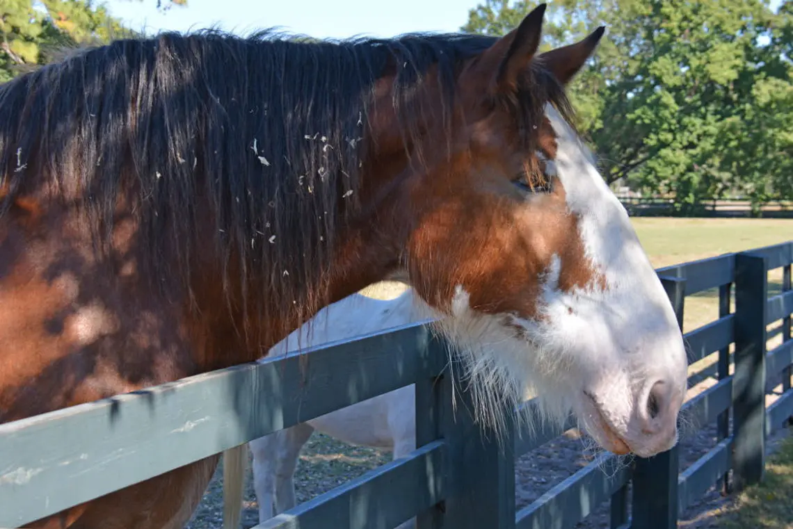 Lawton Stables