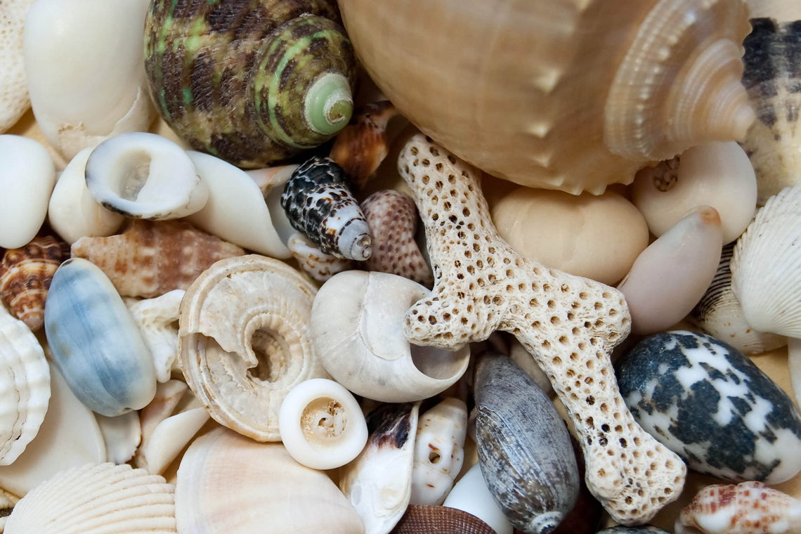 Carolina Beach Shelling Guide - CarolinaBeach.com