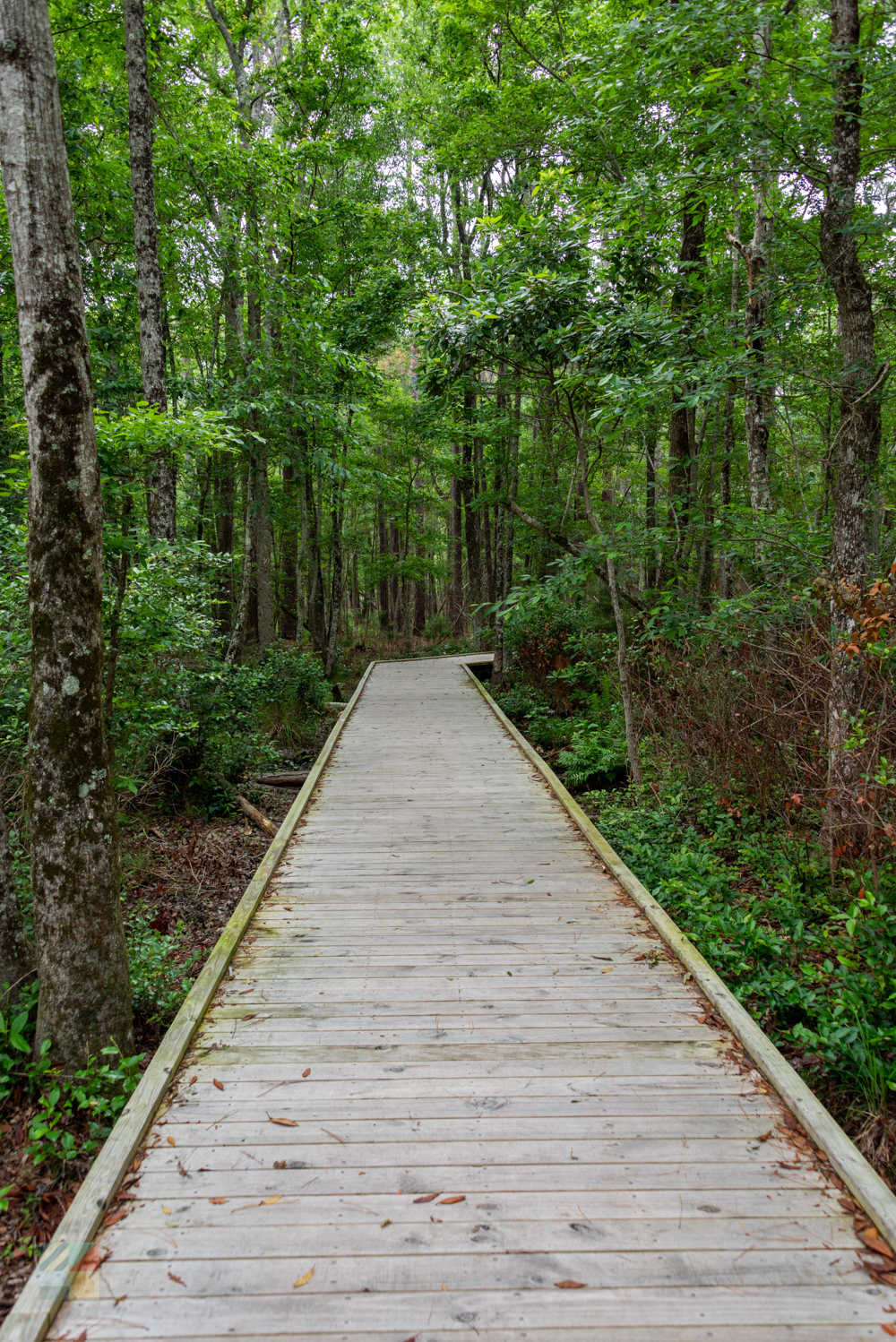 Carolina Beach State Park