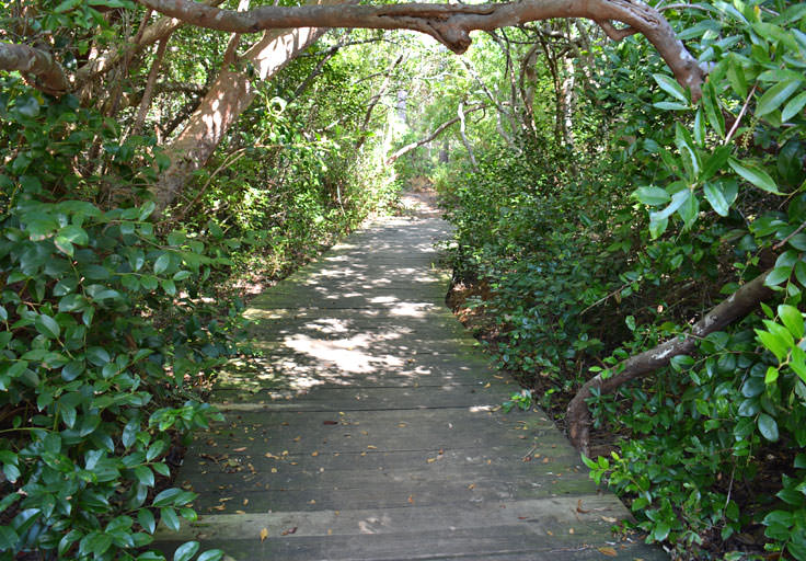 Halyburton Park walking trail in Wilmington, NC